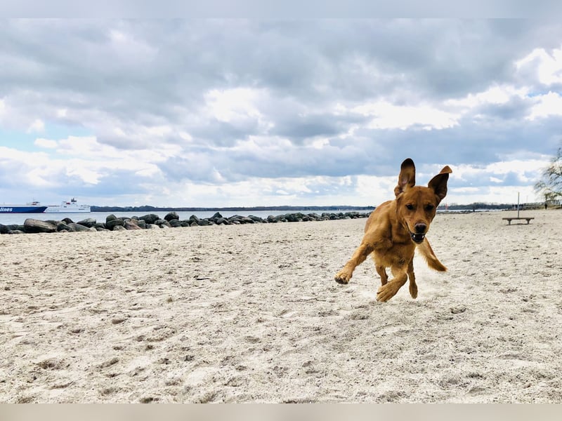 Labrador Hund Rüde sucht dringend neues Zuhause – schweren Herzens abzugeben