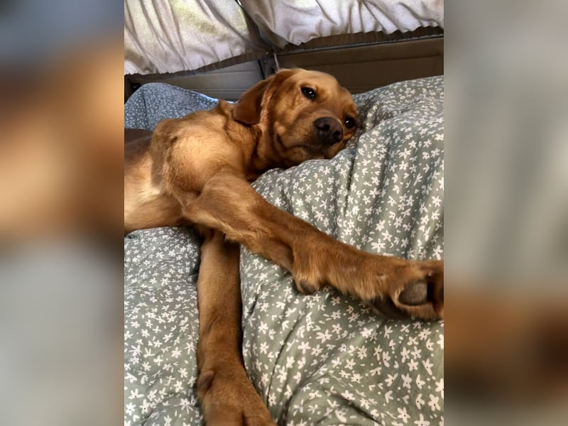 Labrador Hund Rüde sucht dringend neues Zuhause – schweren Herzens abzugeben