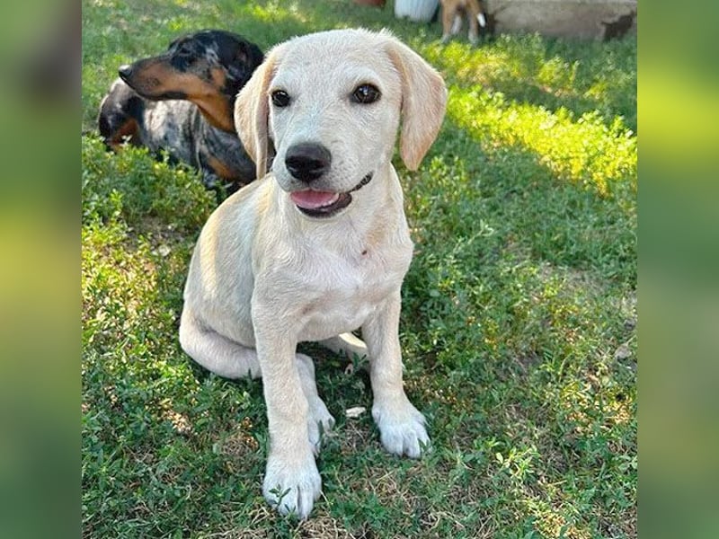 BAMBI - zum Verlieben - 5 Monate, sp. 45-50cm - Labrador-Mix
