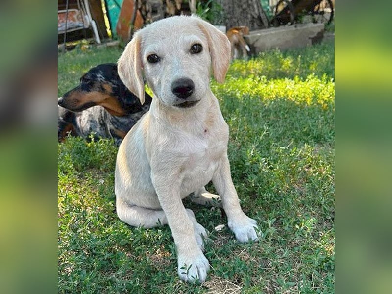 BAMBI - zum Verlieben - 5 Monate, sp. 45-50cm - Labrador-Mix