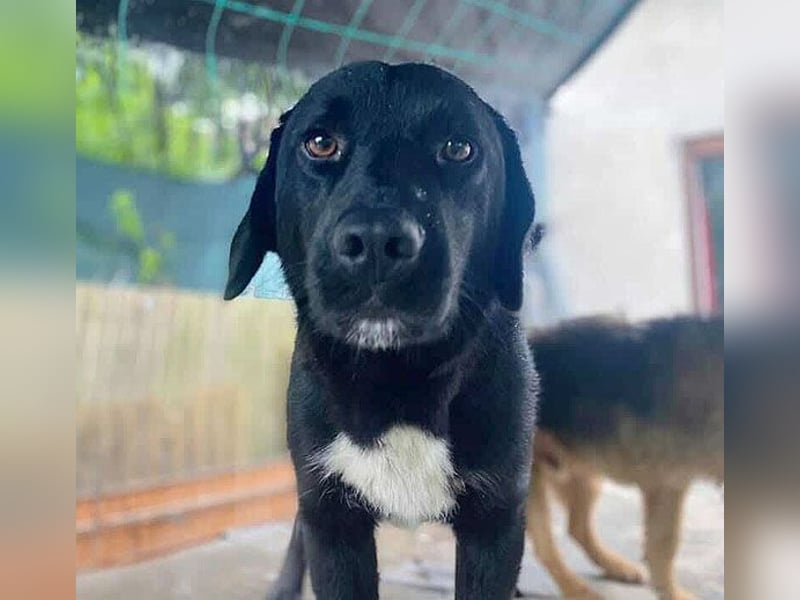 gute Hundeseele BARI-Bär - 5 Jahre, 50cm/25cm - Labrador-Mix