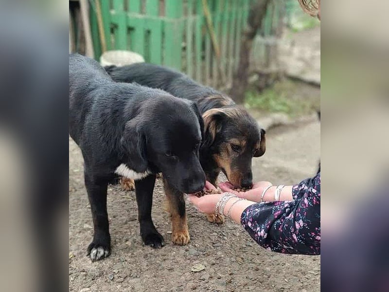 gute Hundeseele BARI-Bär - 5 Jahre, 50cm/25cm - Labrador-Mix