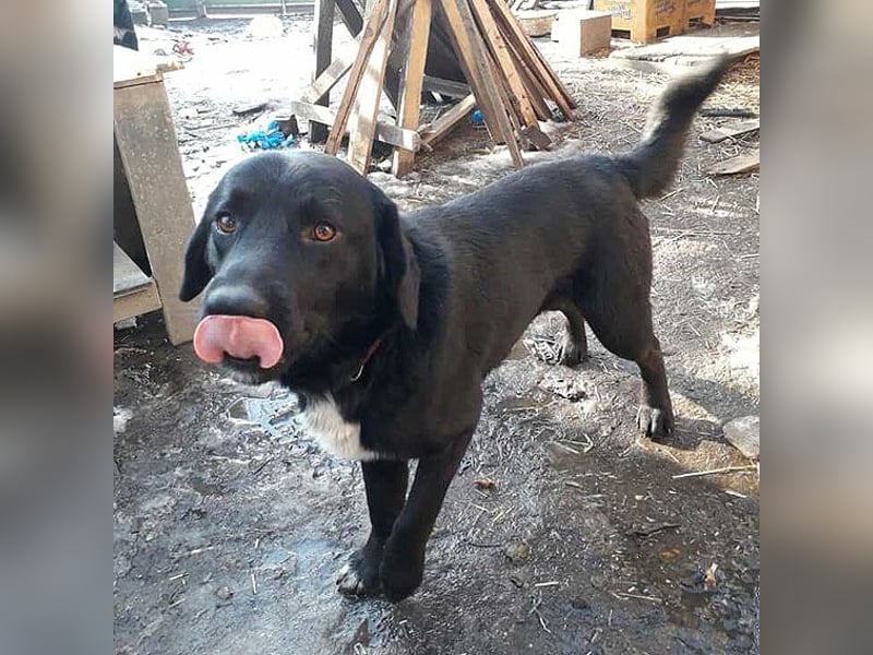 gute Hundeseele BARI-Bär - 5 Jahre, 50cm/25cm - Labrador-Mix
