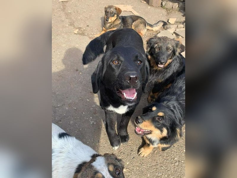 gute Hundeseele BARI-Bär - 5 Jahre, 50cm/25cm - Labrador-Mix