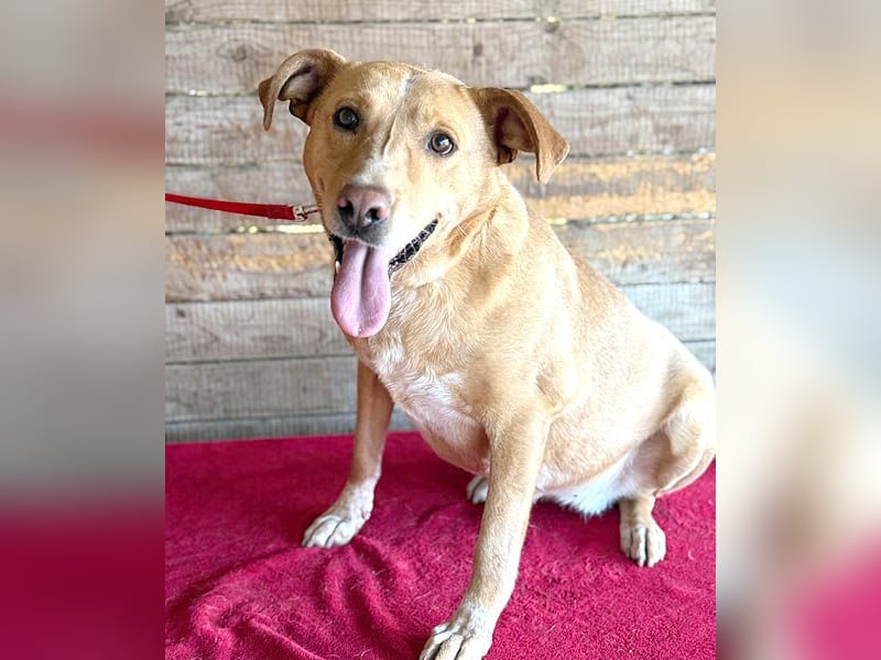 liebenswerte Schmuserin DAGGI - 6 Jahre, 50cm - Labrador-Mischling