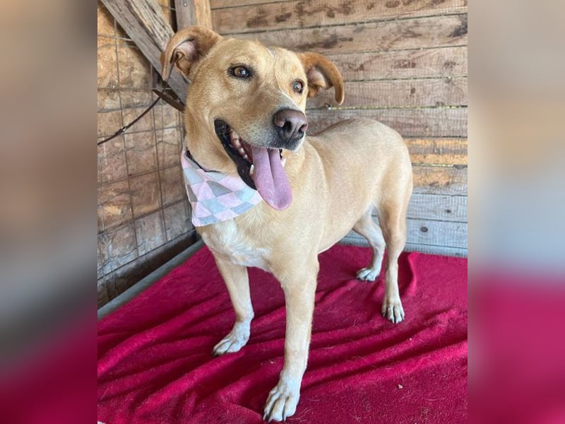 ❤️ liebenswerte gemütliche DAGGI - 5 Jahre, 50cm - Labbi-Mix