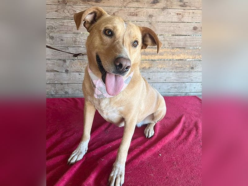 liebenswerte Schmuserin DAGGI - 6 Jahre, 50cm - Labrador-Mischling