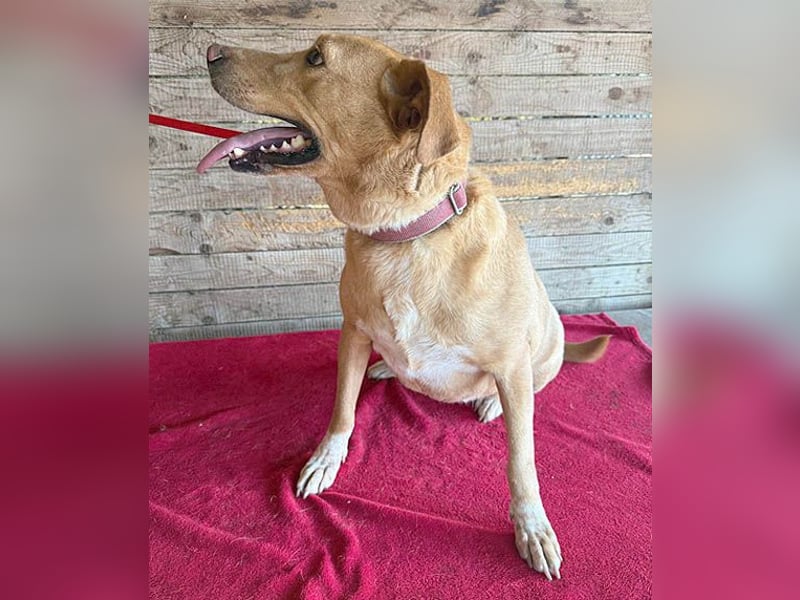 liebenswerte Schmuserin DAGGI - 6 Jahre, 50cm - Labrador-Mischling