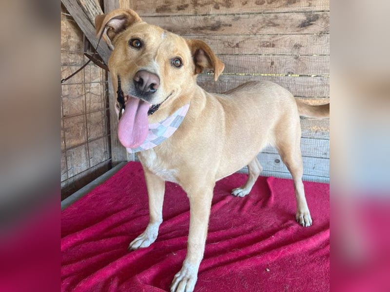 liebenswerte Schmuserin DAGGI - 6 Jahre, 50cm - Labrador-Mischling