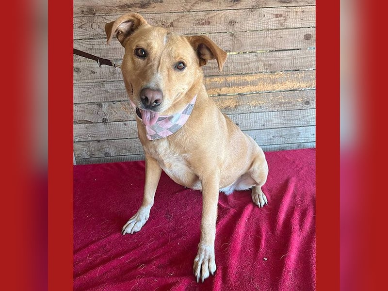 ❤️ liebenswerte gemütliche DAGGI - 5 Jahre, 50cm - Labbi-Mix