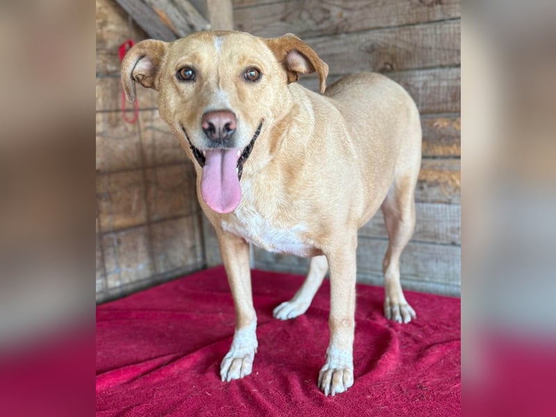 liebenswerte Schmuserin DAGGI - 6 Jahre, 50cm - Labrador-Mischling
