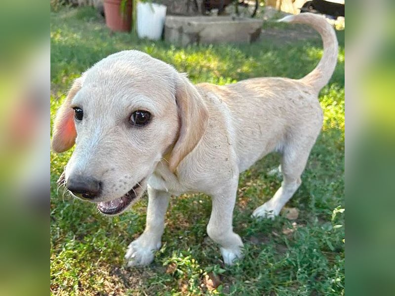BAMBI - zum Verlieben - 5 Monate, sp. 45-50cm - Labrador-Mix