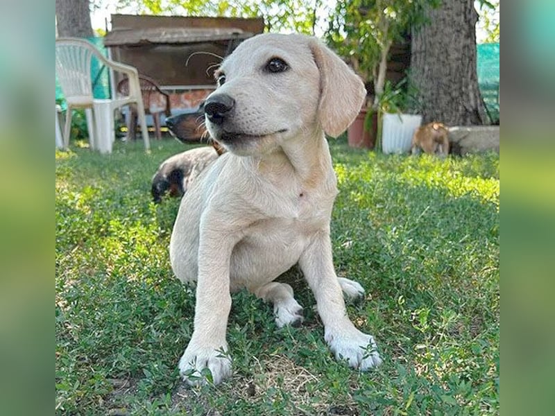 BAMBI - zum Verlieben - 5 Monate, sp. 45-50cm - Labrador-Mix