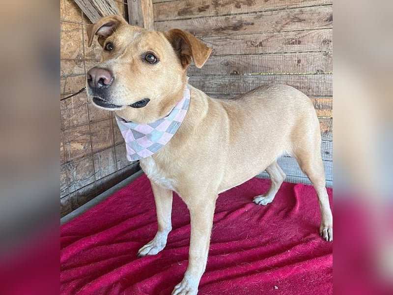 ❤️ liebenswerte gemütliche DAGGI - 5 Jahre, 50cm - Labbi-Mix