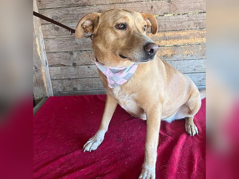 ❤️ liebenswerte gemütliche DAGGI - 5 Jahre, 50cm - Labbi-Mix