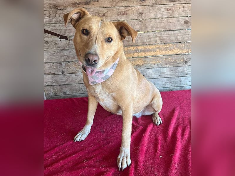 liebenswerte Schmuserin DAGGI - 6 Jahre, 50cm - Labrador-Mischling