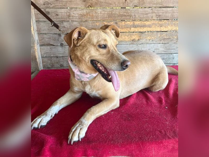 ❤️ liebenswerte gemütliche DAGGI - 5 Jahre, 50cm - Labbi-Mix