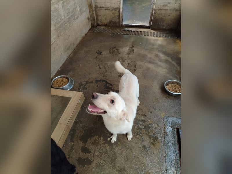 Lieber Labrador Mischling Matti sucht seine Familie