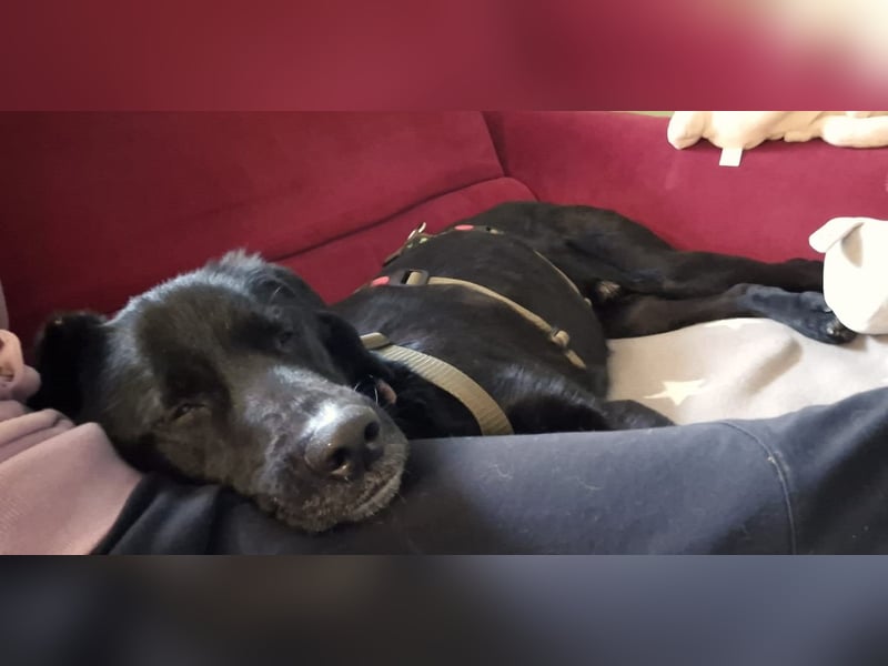 lieber junger Mischlings-Rüde Haso sucht seine Familie