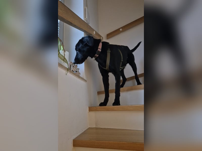 lieber junger Mischlings-Rüde Haso sucht seine Familie