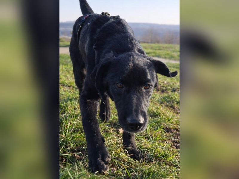 lieber junger Mischlings-Rüde Haso sucht seine Familie