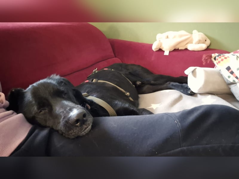 lieber junger Mischlings-Rüde Haso sucht seine Familie