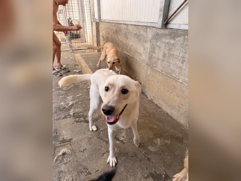 Lieber Labrador Mischling Matti sucht seine Familie