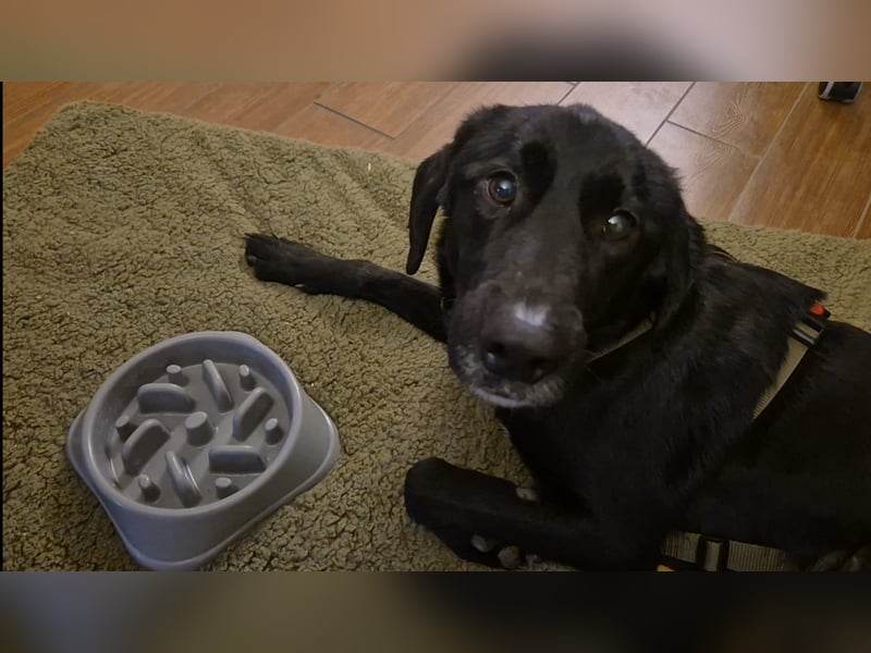 lieber junger Mischlings-Rüde Haso sucht seine Familie