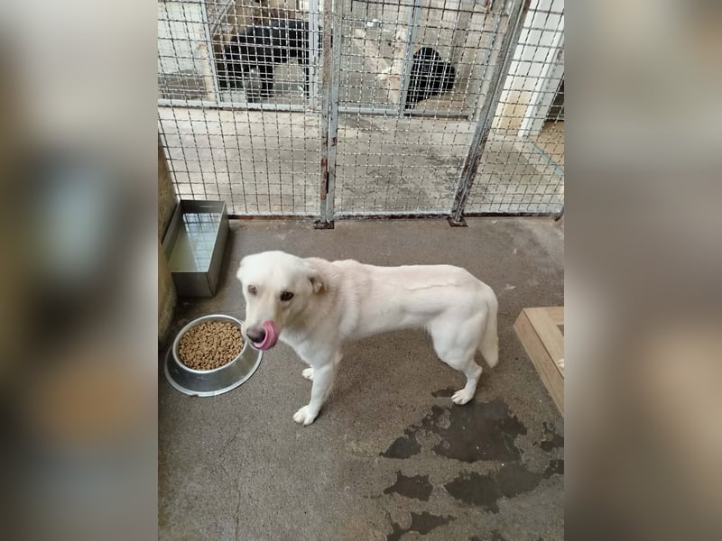Lieber Labrador Mischling Matti sucht seine Familie
