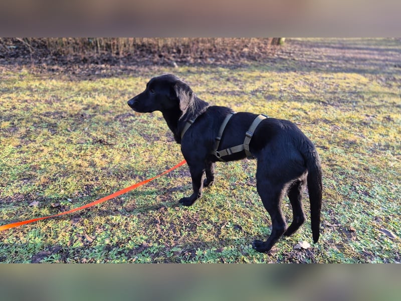 lieber junger Mischlings-Rüde Haso sucht seine Familie