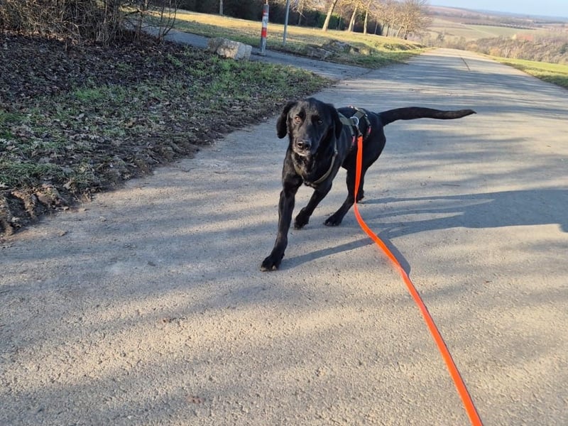 lieber junger Mischlings-Rüde Haso sucht seine Familie