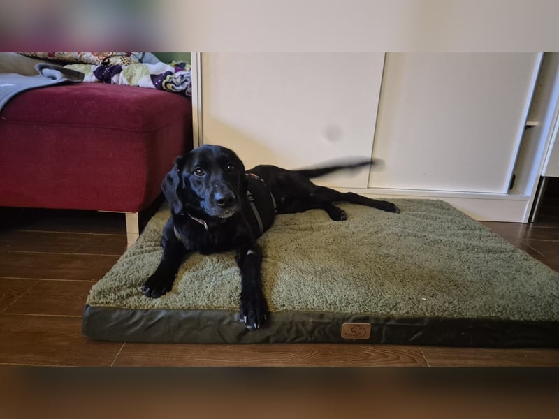 lieber junger Mischlings-Rüde Haso sucht seine Familie