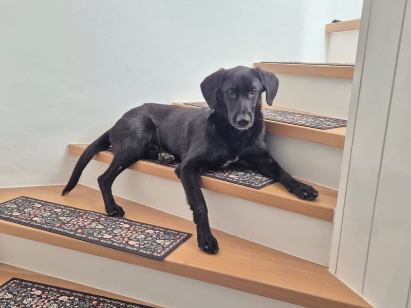 lieber junger Mischlings-Rüde Haso sucht seine Familie