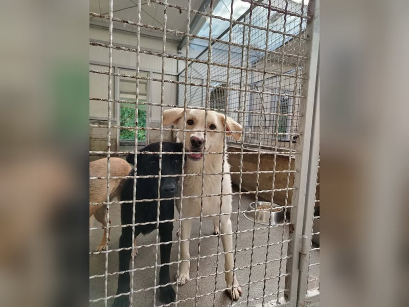 Lieber Labrador Mischling Matti sucht seine Familie