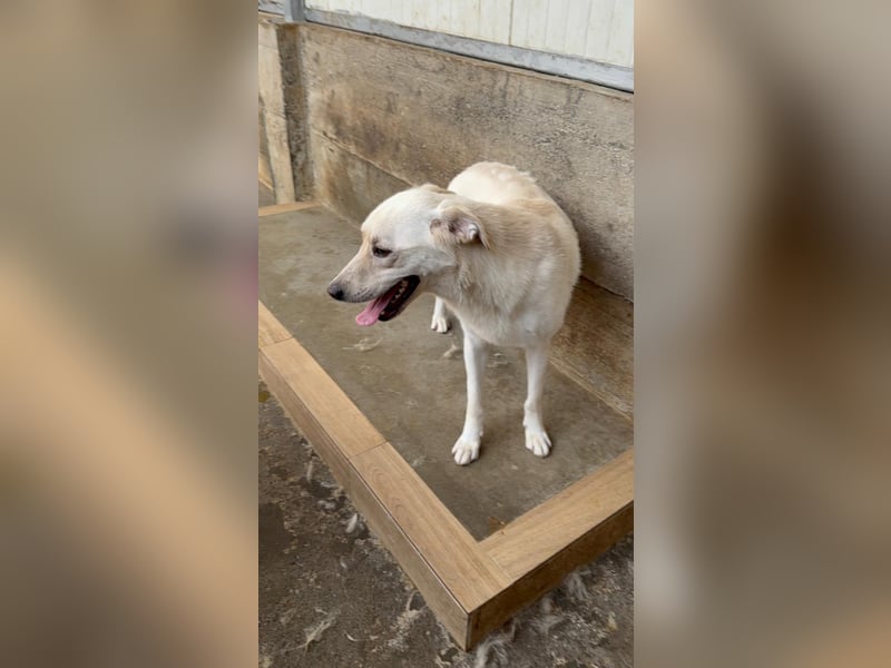 Lieber Labrador Mischling Matti sucht seine Familie