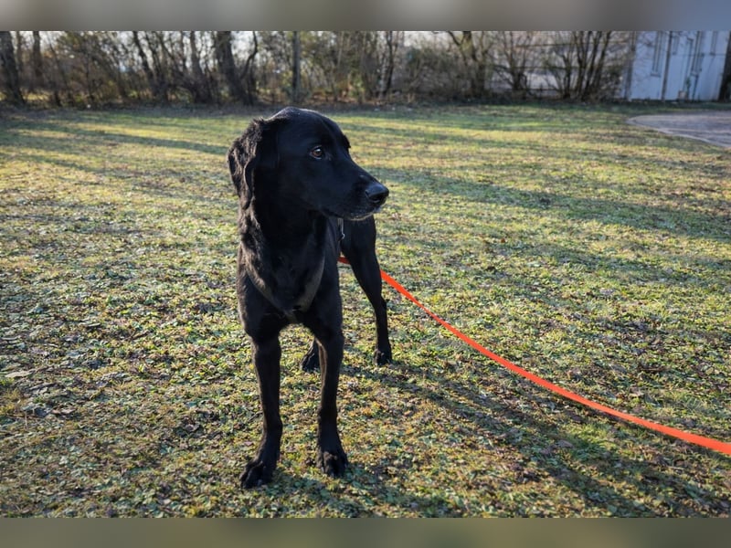 lieber junger Mischlings-Rüde Haso sucht seine Familie