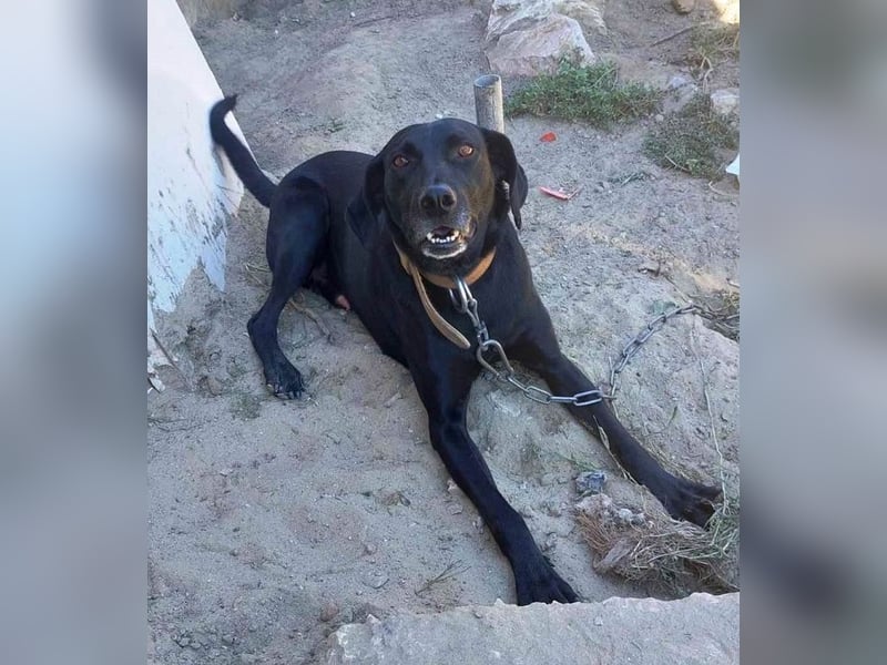 Bob wartet schon so lange