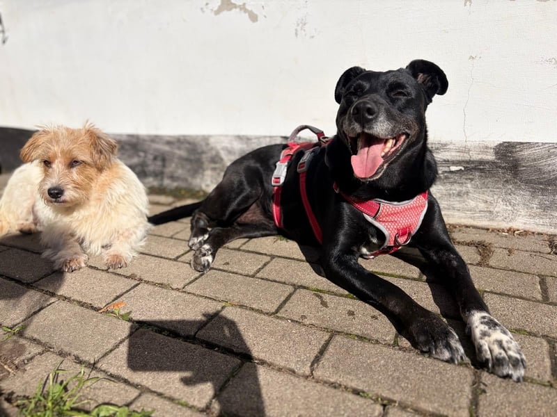 Blacky - sooo liebevoll