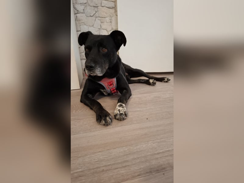 Blacky - sooo liebevoll