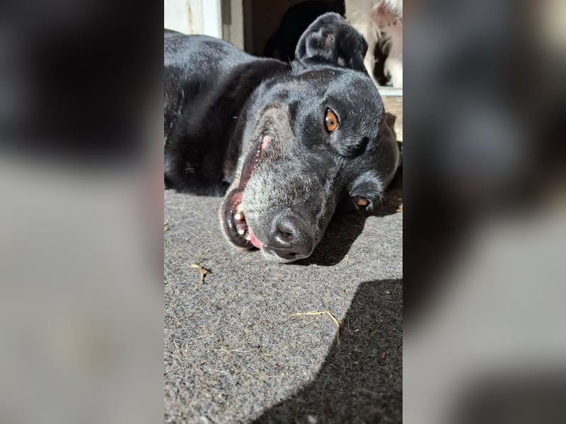 Blacky - sooo liebevoll