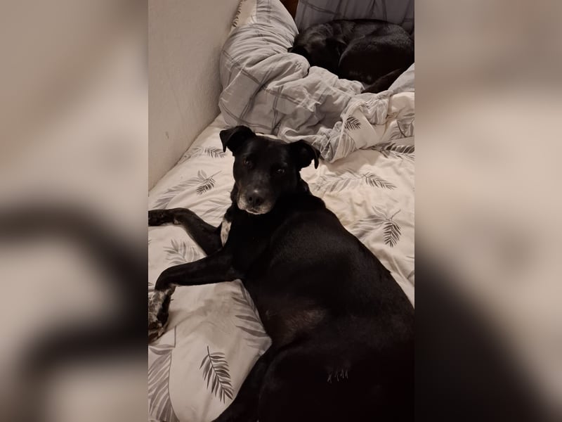 Blacky - sooo liebevoll