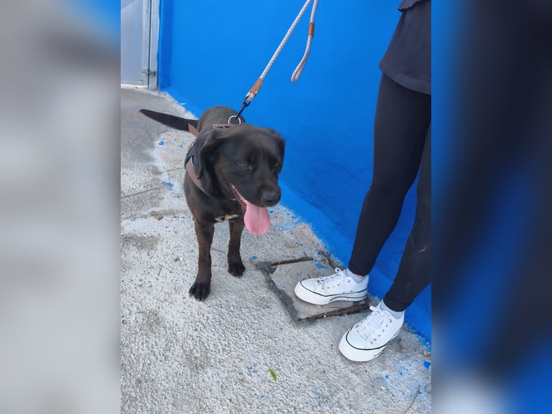 Kuma - liebe Labrador-Seele sucht ihr Für-immer-Zuhause
