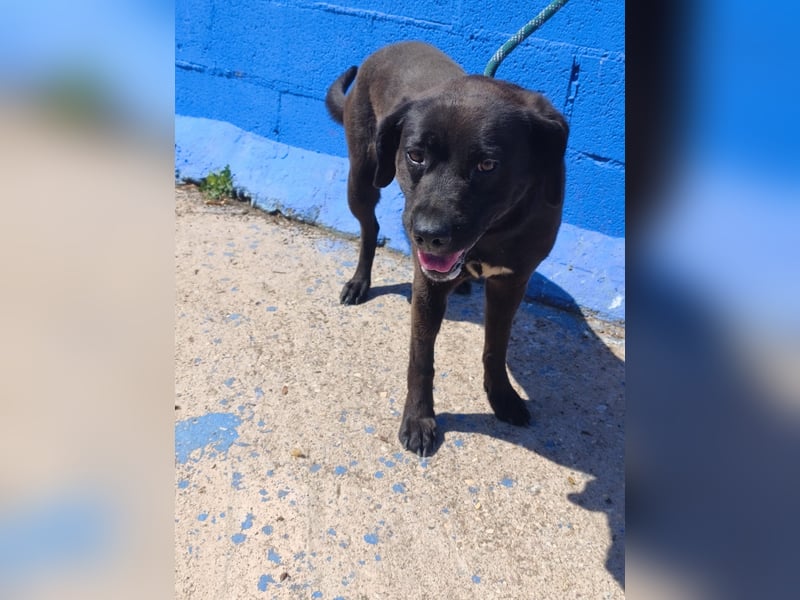 Kuma - liebe Labrador-Seele sucht ihr Für-immer-Zuhause
