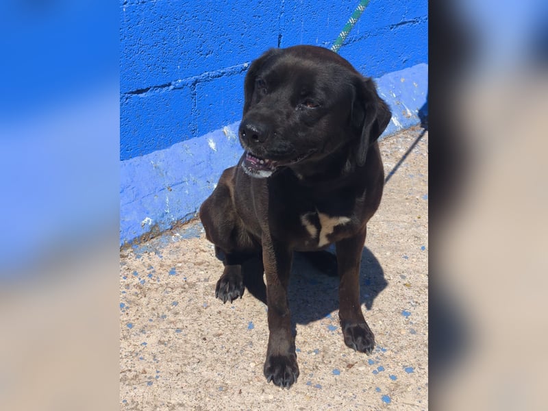 Kuma - liebe Labrador-Seele sucht ihr Für-immer-Zuhause