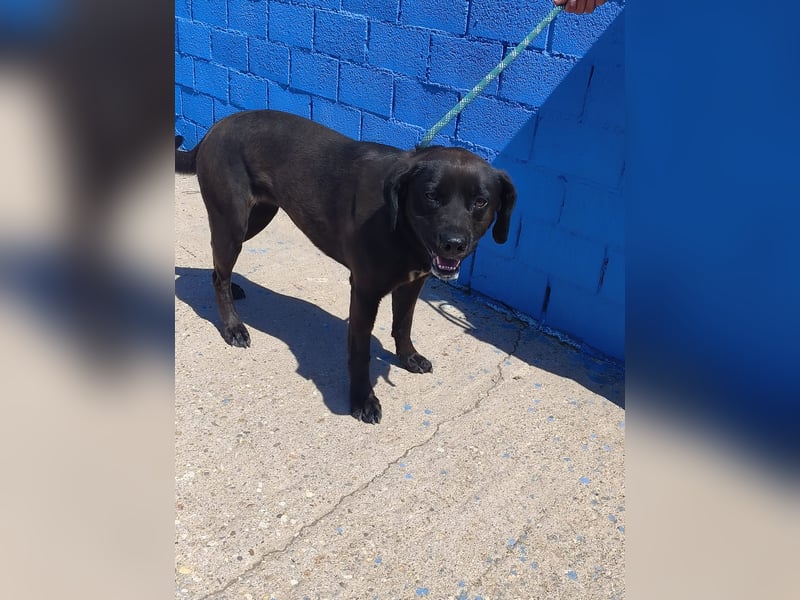 Kuma - liebe Labrador-Seele sucht ihr Für-immer-Zuhause
