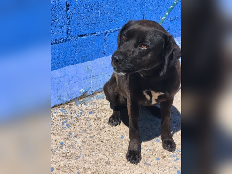 Kuma - liebe Labrador-Seele sucht ihr Für-immer-Zuhause