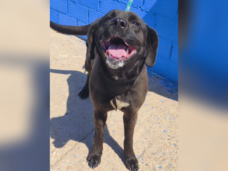 Kuma - liebe Labrador-Seele sucht ihr Für-immer-Zuhause