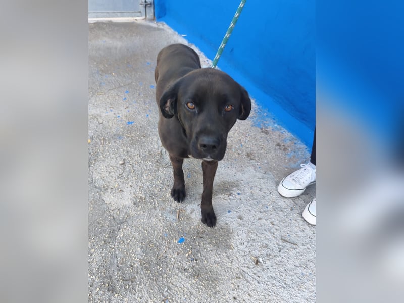 Kuma - liebe Labrador-Seele sucht ihr Für-immer-Zuhause