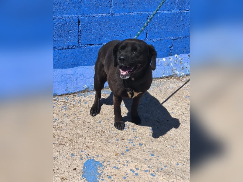 Kuma - liebe Labrador-Seele sucht ihr Für-immer-Zuhause