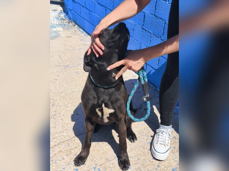 Kuma - liebe Labrador-Seele sucht ihr Für-immer-Zuhause